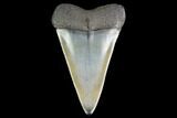Large, Fossil Mako Shark Tooth - South Carolina #142317-1